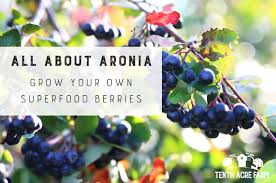The genus is usually considered to contain two or three species, one of which is naturalized in europe. All About Aronia Grow Your Own Superfood Berries Tenth Acre Farm