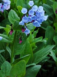 Summer can't get much sweeter than supertunia daybreak charm. Favorite Spring Blooming Perennials Hgtv