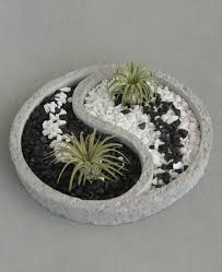 Yin Yang Air Plant Zen Terrarium Zen Garden Air Plants Plants
