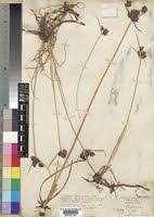 Image result for Cyperus rigidifolius