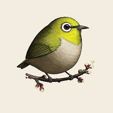 Birds That Start With A P Pin Auf Arts
