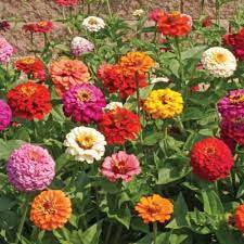 Jenis bunga aglaonema dud white anjamani sangat mudah untuk diperbanyak dengan sistem stek, prosentase keberhasilannya relatif lebih besar. Kembang Kertas Bunga Zinnia Awet Cantiknya Urban Garden