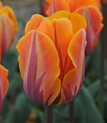 Maybe you would like to learn more about one of these? Tulip Bulbs Prinses Irene Scented Flamed Tulip Tulip Store