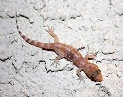 The lizard has the unique ability to change colors in response to temperature to absorb more heat when necessary. Desert Reptiles Amphibians Cactus Garden The Sonoran Desert With Child Friendly Facts