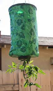 Regular tomatoes would grow too large for a hanging basket. Growing Tomatoes Upside Down Upsides And Downsides