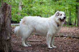 Le montagne des pyrénées, sous ses airs de grosse peluche est un chien à caractère. Chien De Montagne Des Pyrenees Wikipedia
