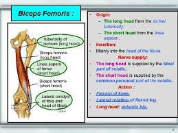 The long head of the biceps femoris is a weaker knee flexor when the hip is extended (because of active insufficiency). Gluteal Region Back Of Thigh Popliteal Fossa 1