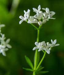 Image result for Galium