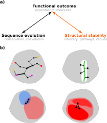 Vocabulary mutation point mutation frameshift mutation mutagen main idea: Infostery Analysis Of Short Molecular Dynamics Simulations Identifies Highly Sensitive Residues And Predicts Deleterious Mutations Scientific Reports