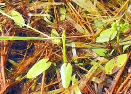 Image result for Caldesia