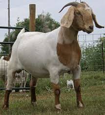 Black And White Goat Breeds Boer Goat Wikipedia The Free Encyclopedia Boer Goats Pet Goat Goats