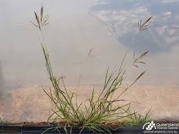 Image result for Bothriochloa bladhii