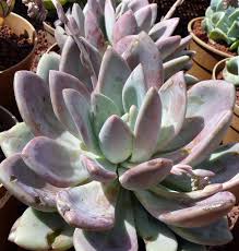 Image result for Chlorophytum longifolium