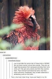 The 26 Most Metal Things That Have Ever Happened Bizarre Animals Weird Animals Animals