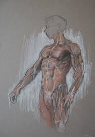 We will do the same with the torso, arms, legs, feet and hands, so we will. Torso Anatomy Jtejera Art