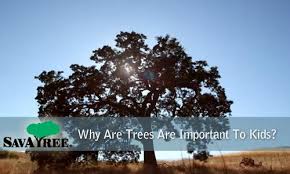 They give us shade, wood, food and oxygen. The Importance Of Trees Learn Value And Benefit Of Trees