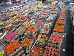 Aalsmeer flower auction (bloemenveiling aalsmeer) is a flower auction that takes place in the aalsmeer flower auction building is the largest building by footprint in the world, covering 518,000. Aalsmeer Flower Auction Bloemenveiling Aalsmeer Located In Aalsmeer The Netherlands Is The Largest Flower Auction I Spring Trip Amsterdam Flower Market Trip