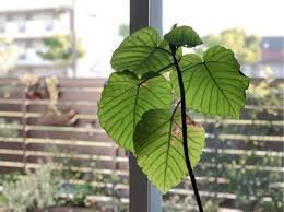 痩せっぽっちのウンベラータ Greensnap グリーンスナップ