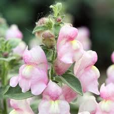 Image result for Antirrhinum
