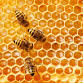Meet a Beekeeper event in Beecher, IL