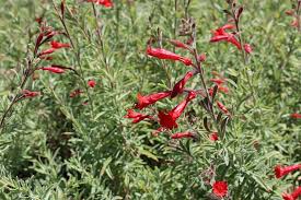 Image result for Epilobium salignum