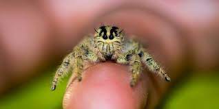 World Of Phids Jumping Spider Care Sheets And Jumping Spider Salticidae Care Jumping Spider Care And Instructions For Jumping Spider Pet Store Focus Images