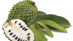 Keistimewaan & khasiat pati jus durian belanda organik annona. 7 Khasiat Utama Buah Durian Belanda Yang Perlu Anda Tahu
