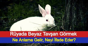 Ruyada Beyaz Tavsan Gormek Ne Anlama Gelir Neyi Ifade Eder