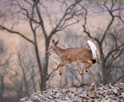 Pennsylvania Game...