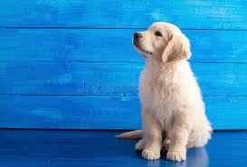 Our pups are purebred golden retrievers, registered with the american kennel club. 3 220 010 Golden Photos Free Royalty Free Stock Photos From Dreamstime