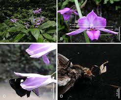 Image result for Calanthe sylvatica