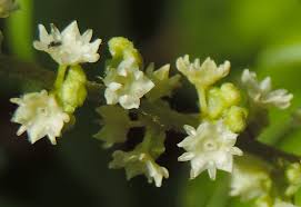 Image result for Gouania