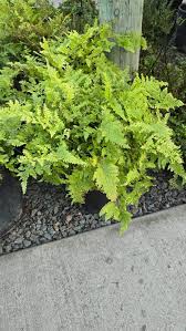 Image result for Microlepia strigosa