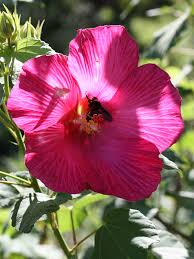 Image result for Hibiscus mutatus