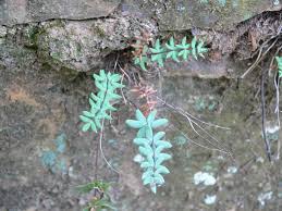 Image result for Pellaea angulosa