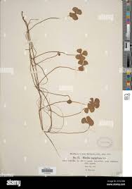 Image result for Marsilea aegyptiaca