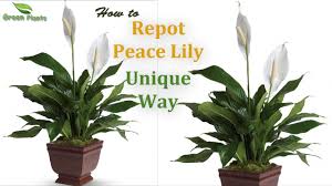 Peace lily is one of the few houseplants that will continue to produce flowers, even under the light conditions available in most. Peace Lily How To Grow Repot Peace Lily Unique Way Peace Lily Care Tips Green Plants Youtube