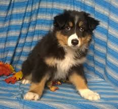 Our goal is to produce healthy, conformationally correct animals that are balanced in mind and body. Purebred Australian Shepherd Puppy For Sale Berlin Ohio Male Buster Ac Puppies Llc