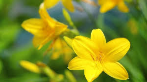 Ein gelbes blütenmeer, das an ein sonnenblumenfeld in miniatur erinnert: Gelbe Blumen Im Garten Aufdringlich Frohlich