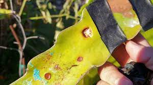 Maybe you would like to learn more about one of these? A Different Way Of Applying Cinnamon To Combat Rust On Dragon Fruit As Requested By Merrilee M Youtube