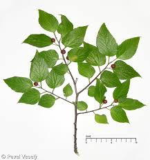 Image result for Celtis