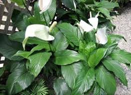 In questa pagina parleremo di rossi o bianchi o gialli. Spatifillo Spathiphyllum Spathiphyllum Piante Da Interno Spatifillo Spathiphyllum Appartamento