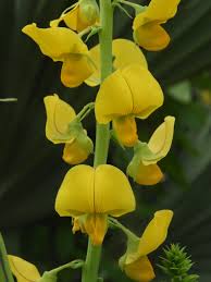 Image result for Crotalaria oocarpa