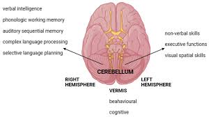 Image result for Cerebellar Function Test