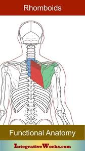 Pin On Neck And Back