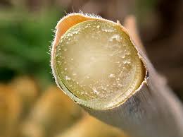 Since it is made by all plants, it is probably the most abundant organic compound. Unlocking The Biofuel Energy Stored In Plant Cell Walls Penn State University