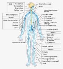 It comprises the brain and spinal cord. Nervous System Diagram Unlabeled Free Transparent Clipart Clipartkey