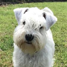 Favorite this post jun 26 Stein Miniature Schnauzers Home Facebook