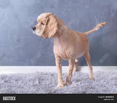 This means you can expect much of the same from most cocker spaniel mixes. American Cocker Image Photo Free Trial Bigstock