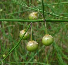 Image result for Asparagus officinalis